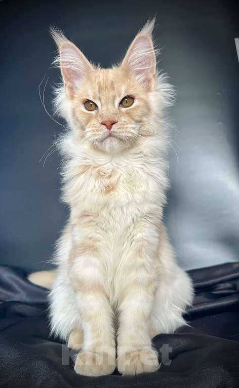 Кошки в Санкт-Петербурге: Мейн-кун котенок из питомника Мальчик, 60 000 руб. - фото 6