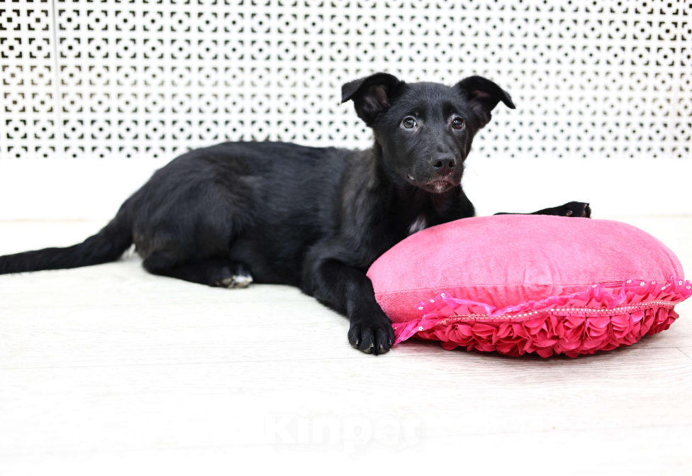 Собаки в Москве: Щенки бесплатно в Москве Девочка, Бесплатно - фото 3