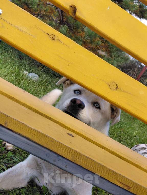 Собаки в Александрове: Продаю в самые надёжные руки и любящее сердце! Мальчик, 3 000 руб. - фото 3