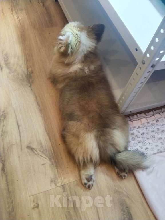 Собаки в Севастополе: Корги флаффи Мальчик, 50 000 руб. - фото 3