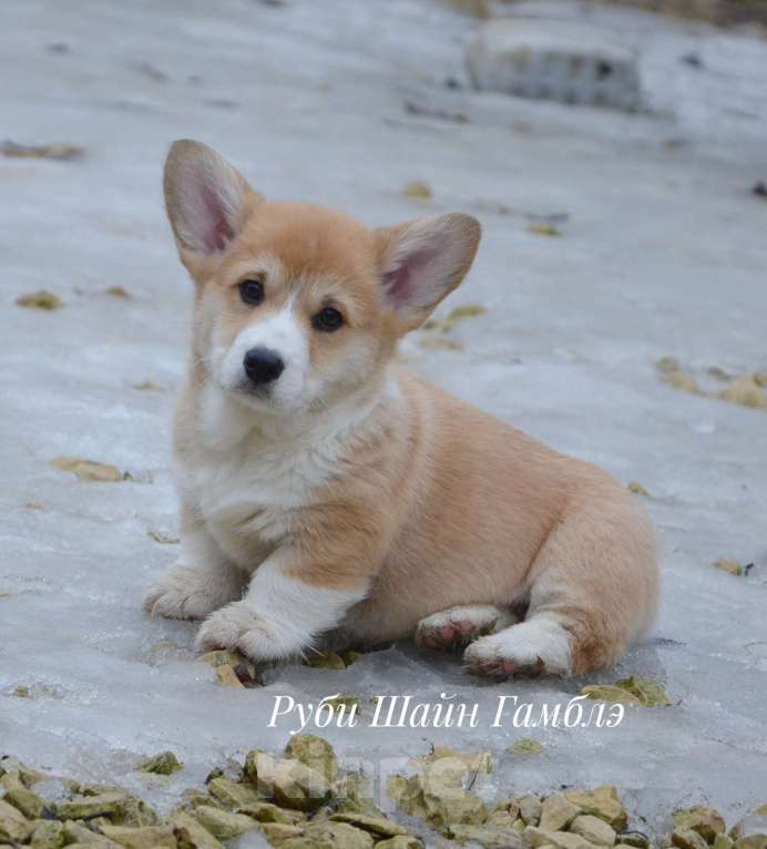 Собаки в Санкт-Петербурге: Мальчик вельш корги пемброк Мальчик, 80 000 руб. - фото 1