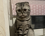 Кошки в Видном: отдам в добрые руки кошечку🐾 Девочка, 1 руб. - фото 4
