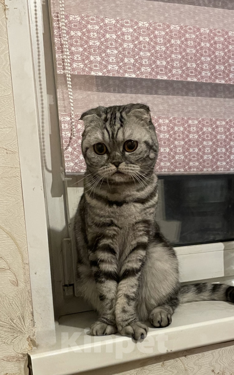 Кошки в Видном: отдам в добрые руки кошечку🐾 Девочка, 1 руб. - фото 4