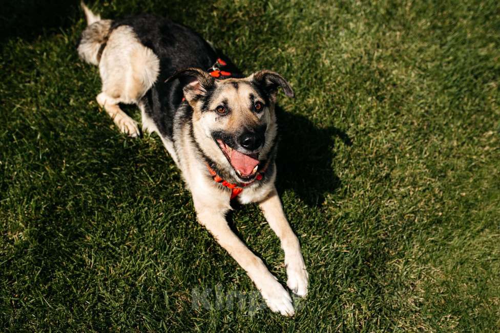 Собаки в Москве: Чудо Денди ищет дом Мальчик, Бесплатно - фото 6