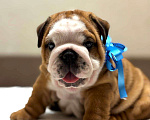 Собаки в Калуге: Мальчик Английского бульдога Мальчик, 85 000 руб. - фото 2