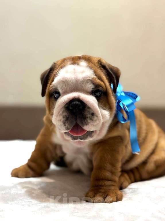 Собаки в Калуге: Мальчик Английского бульдога Мальчик, 85 000 руб. - фото 2