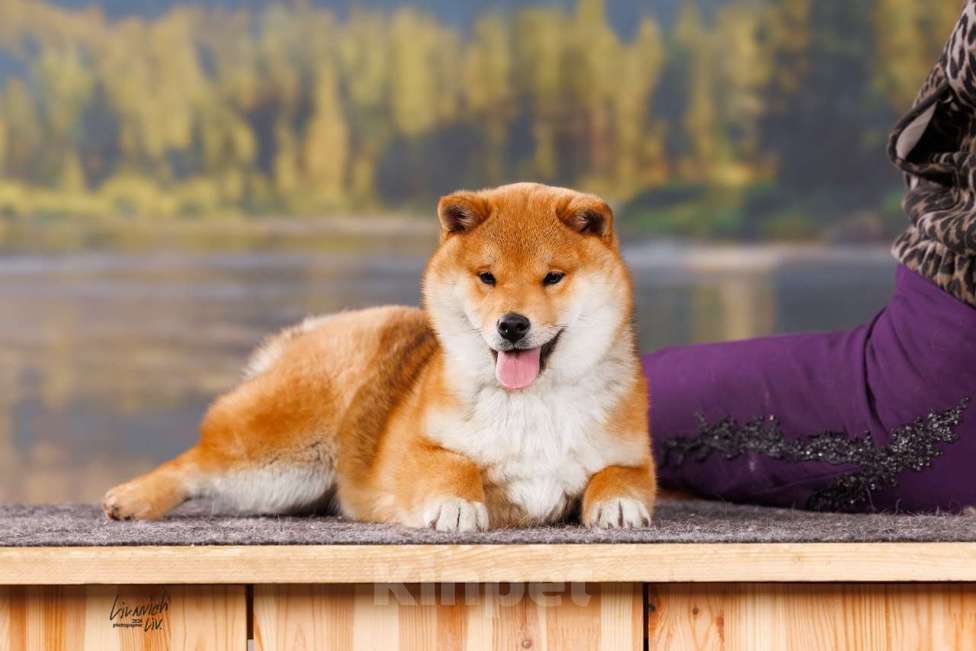 Собаки в Москве: Щенок сиба девочка Девочка, 82 000 руб. - фото 1