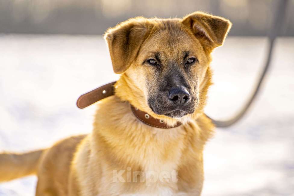Собаки в Клине: Реджи — шаловливый пёсик Мальчик, Бесплатно - фото 4