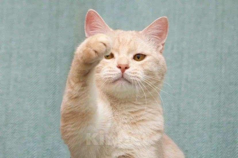 Кошки в Москве: Снежок мега ласковый в поисках семьи Мальчик, Бесплатно - фото 1