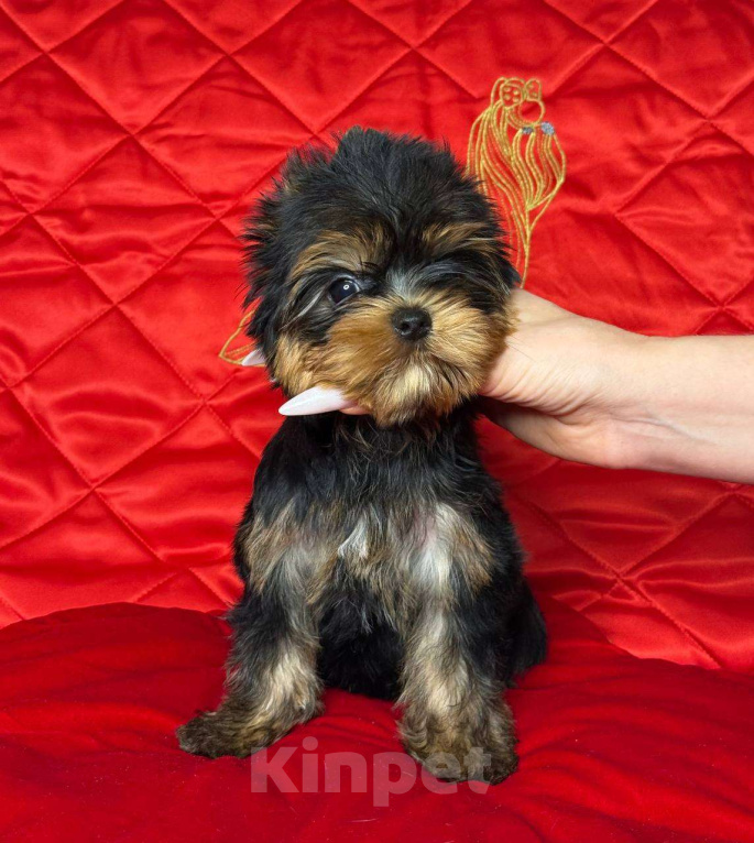 Собаки в Москве: Йоркширский терьер девочка Девочка, 85 000 руб. - фото 2