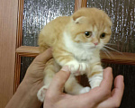 Кошки в Собинке: Шотландские котята, 3 000 руб. - фото 8