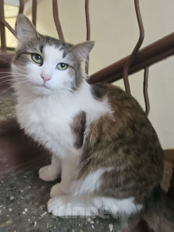 Кошки в Москве: Котик Пуш в добрые руки Мальчик, 1 руб. - фото 4