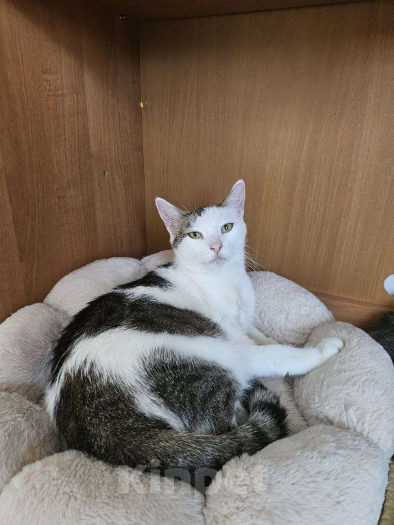 Кошки в Санкт-Петербурге: Кошка ищет дом Девочка, Бесплатно - фото 2