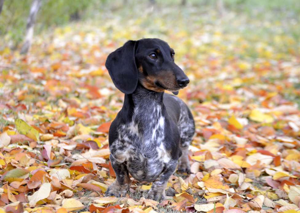 Собаки в Тольятти: Вязка Мальчик, 15 000 руб. - фото 1