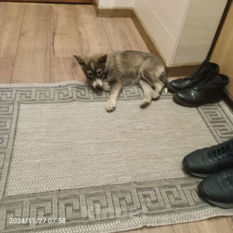 Собаки в других городах Московской области: Щенок в добрые руки Девочка, Бесплатно - фото 2