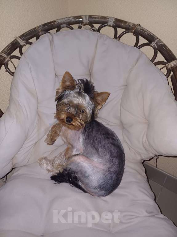 Собаки в Симферополе: Пропал наш мальчик Мальчик, 2 000 руб. - фото 3