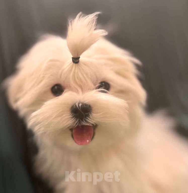 Собаки в Москве: мальтезе кобель Мальчик, Бесплатно - фото 1