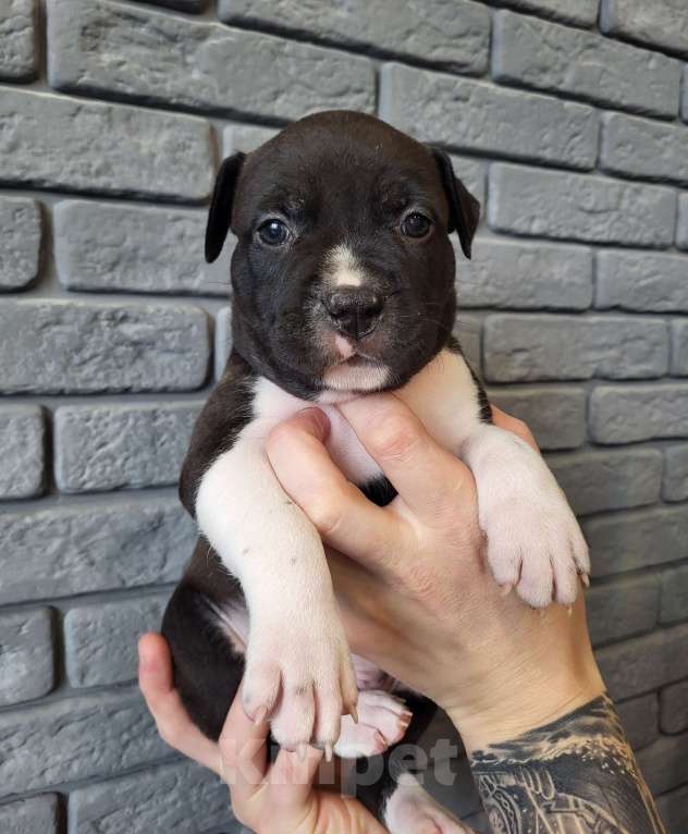 Собаки в других городах Московской области: Щенок стаффордширского терьера  Мальчик, 50 000 руб. - фото 2