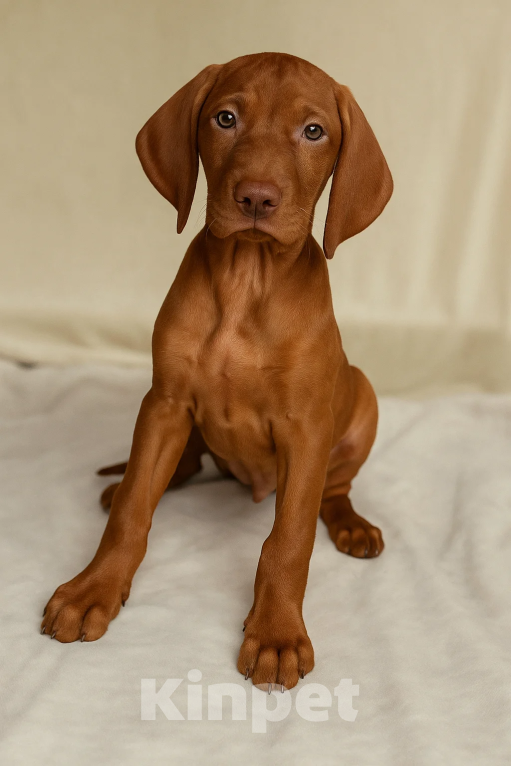 Собаки в Нижнем Новгороде: Щенок выжлы Мальчик, Бесплатно - фото 4