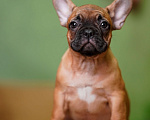 Собаки в Санкт-Петербурге: Французский бульдог щенок  Девочка, 80 000 руб. - фото 1