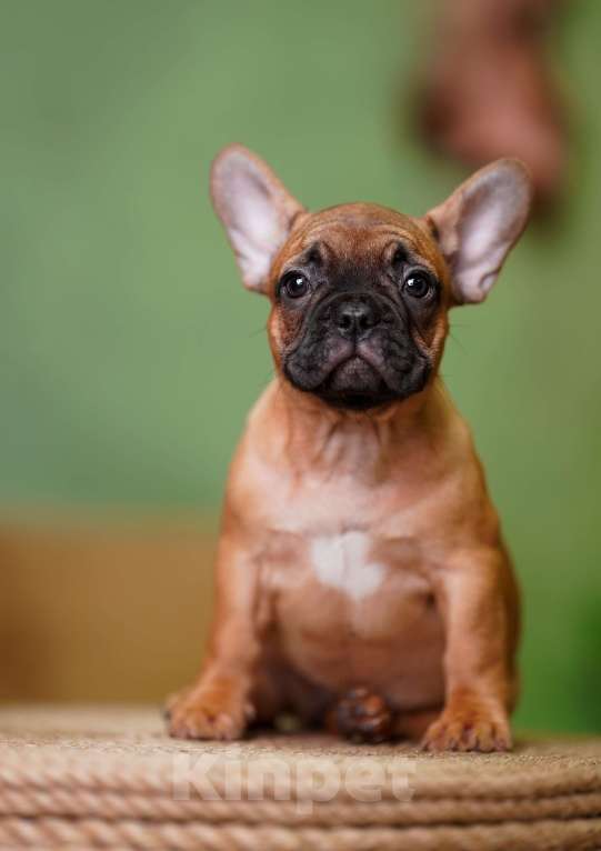 Собаки в Санкт-Петербурге: Французский бульдог щенок  Девочка, 80 000 руб. - фото 1