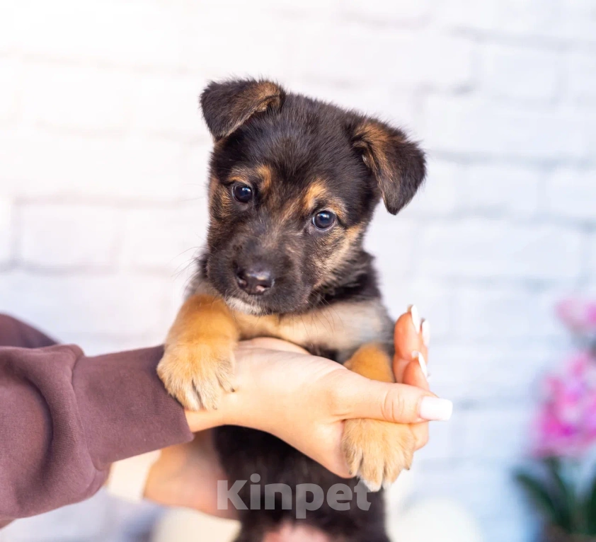 Собаки в Химках: Нюша и Плюша 🎀🎀 Девочка, Бесплатно - фото 3