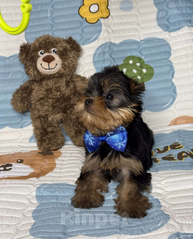 Собаки в Москве: Йоркширский терьер мальчик Мальчик, 60 000 руб. - фото 8