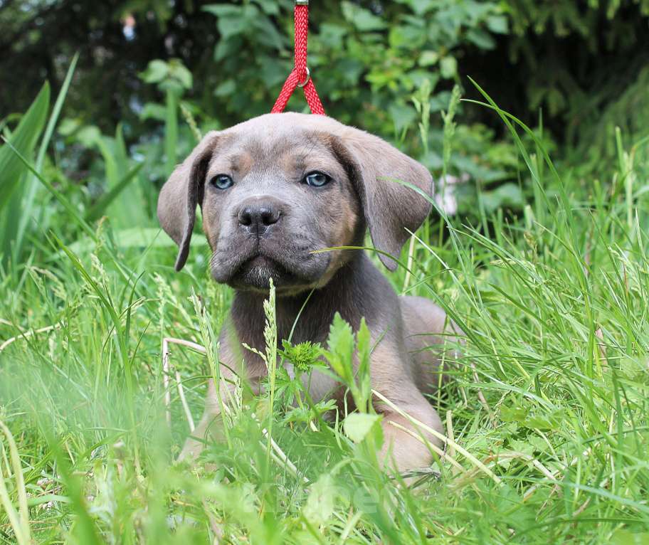 Собаки в Брянске: Предлагаются щенки Кане Корсо Мальчик, 50 000 руб. - фото 8
