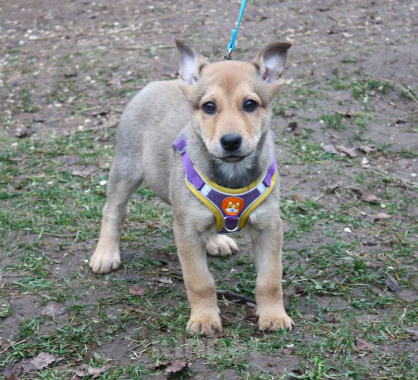 Собаки в Москве: Чудесная малышка Ириска ищет любящую семью  Девочка, Бесплатно - фото 4