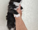 Кошки в Люберцах: Котенок мейн-кун Мальчик, 50 000 руб. - фото 3