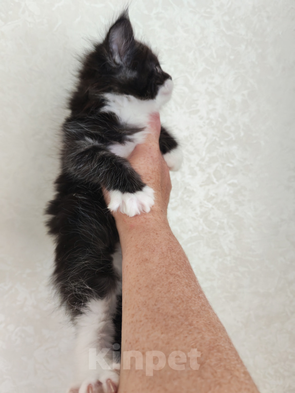 Кошки в Люберцах: Котенок мейн-кун Мальчик, 50 000 руб. - фото 3