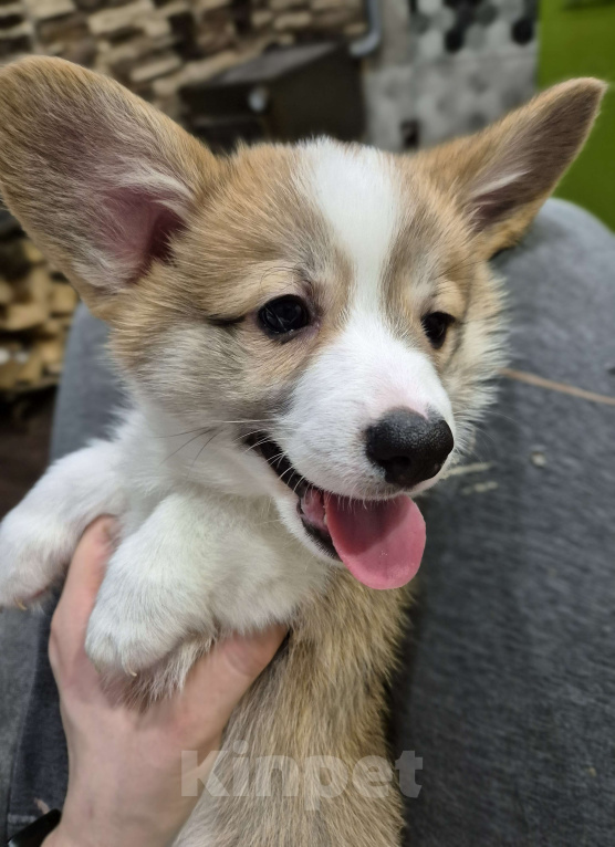 Собаки в других городах Новосибирской области: Щенок корги, мальчик Мальчик, 65 000 руб. - фото 3
