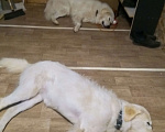 Собаки в Домодедово: Антей белоснежный щенок Мальчик, 5 000 руб. - фото 2