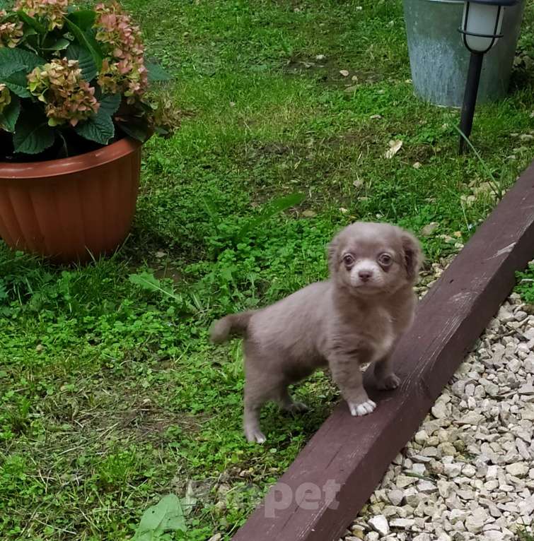Собаки в Москве: Лиловая дш девочка чихуахуа  Девочка, 60 000 руб. - фото 5