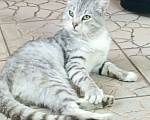 Кошки в Новокузнецке: Котик Гриша ищет дом  Мальчик, Бесплатно - фото 1