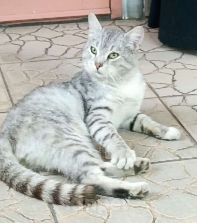 Кошки в Новокузнецке: Котик Гриша ищет дом  Мальчик, Бесплатно - фото 1