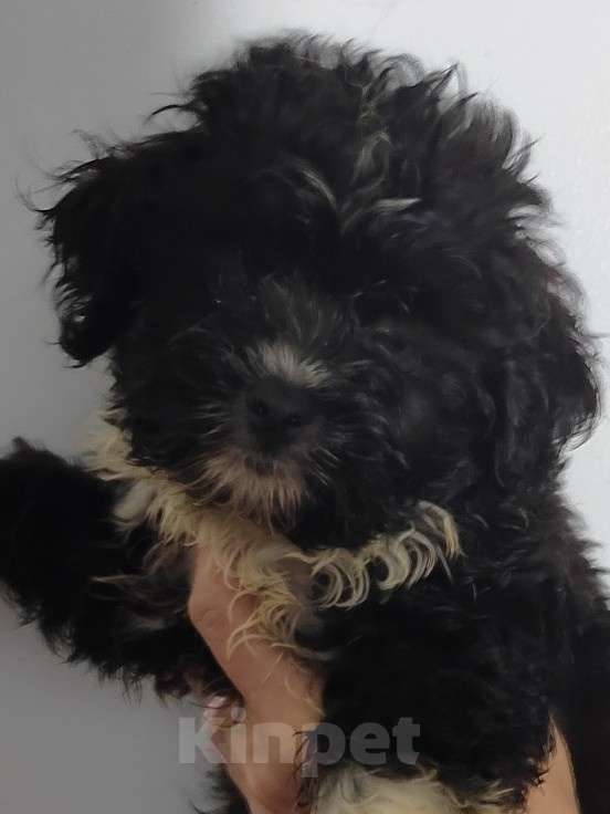 Собаки в Екатеринбурге: Шоко мальтипу Девочка, 60 000 руб. - фото 1