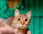 Кошки в Москве: Кошка Жемчужинка - полосатая красавица, в добрые руки Девочка, Бесплатно - фото 3