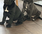 Собаки в других городах Московской области: Щенки кане-корсо Девочка, 45 000 руб. - фото 6