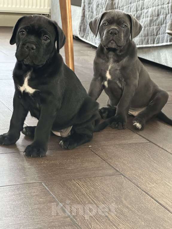 Собаки в других городах Московской области: Щенки кане-корсо Девочка, 45 000 руб. - фото 6