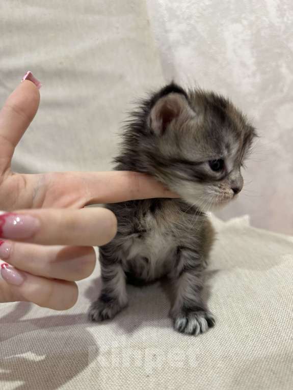 Кошки в Екатеринбурге: Мейн-кун мраморная Девочка, 15 000 руб. - фото 3