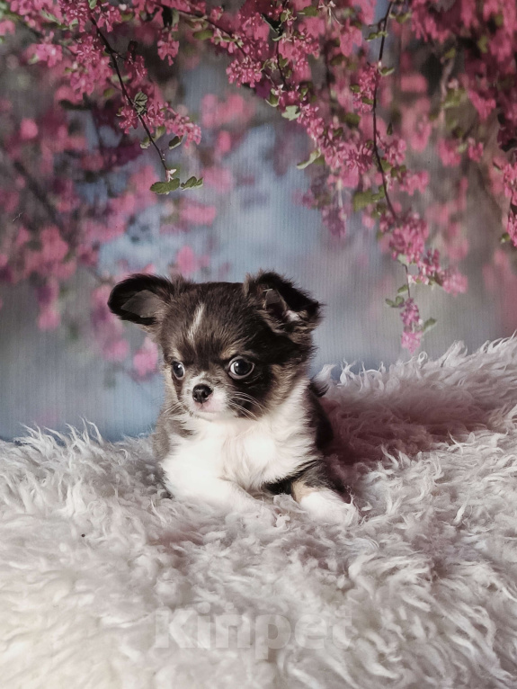 Собаки в Москве: Девочка дш голубой триколор Девочка, 120 000 руб. - фото 2