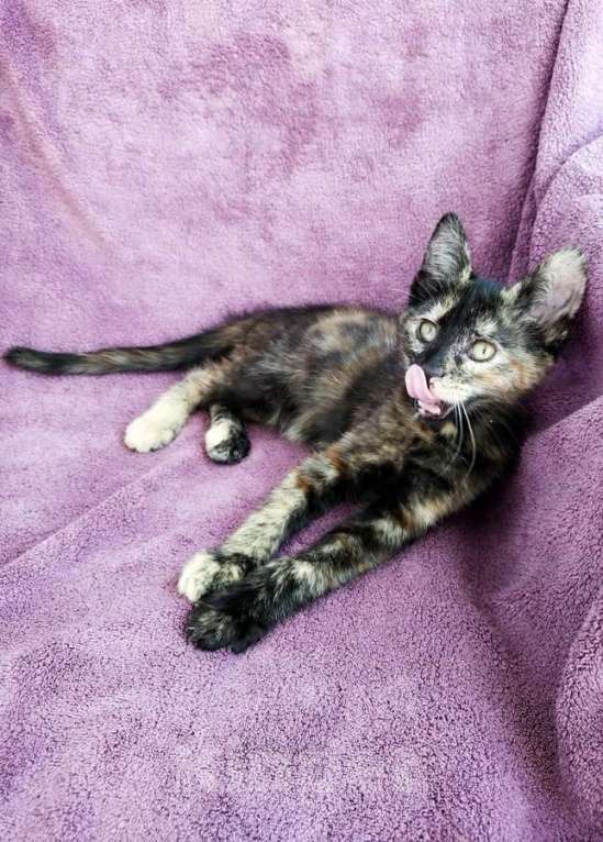 Кошки в Санкт-Петербурге: Котёнок, милая звездочка с красивым окрасом Девочка, Бесплатно - фото 3