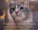 Кошки в Казани: 4,5 кг ПУШИСТОГО СЧАСТЬЯ В ЛЮБЯЩУЮ СЕМЬЮ. Мальчик, Бесплатно - фото 5