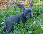 Собаки в Москве: Щенок Французский бульдог Продажа, бронь Разнополые, 55 000 руб. - фото 4
