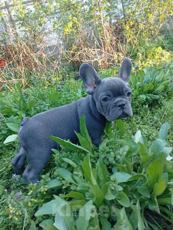 Собаки в Москве: Щенок Французский бульдог Продажа, бронь Разнополые, 55 000 руб. - фото 4