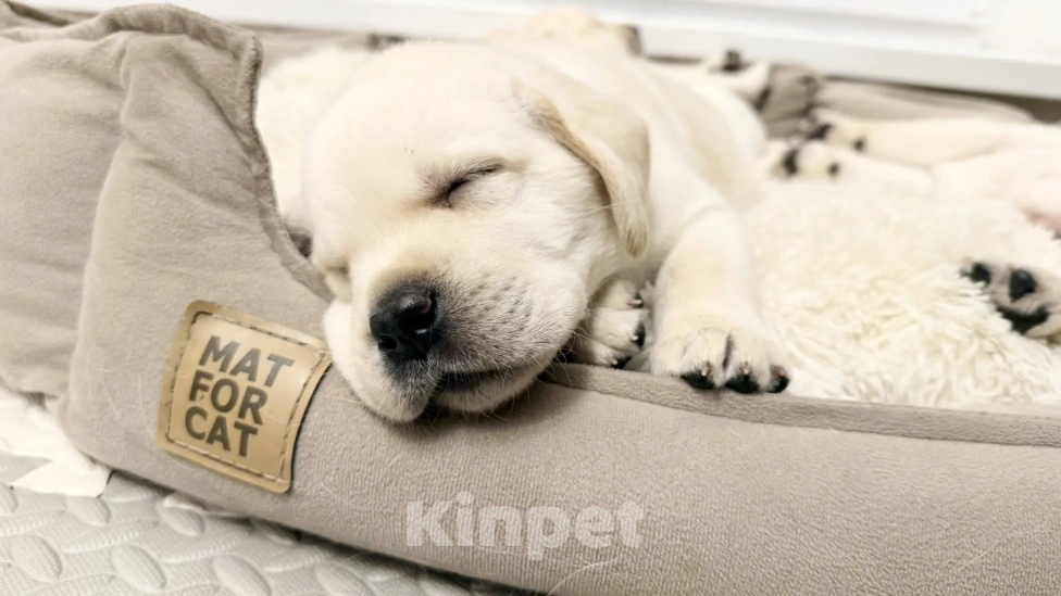 Собаки в Иркутске: ЩЕНКИ ЛАБРАДОРА РЕТРИВЕРА Разнополые, 60 000 руб. - фото 7