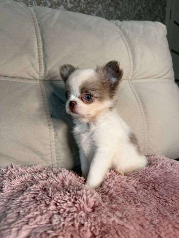 Собаки в Воронеже: Лиловый с белым дш мальчик  Мальчик, Бесплатно - фото 1