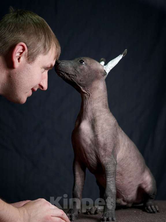 Собаки в Москве: Ксолоитцкуинтли стандартного размера  Девочка, Бесплатно - фото 4