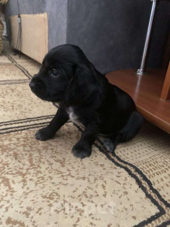 Собаки в Липецке: Продам щенков Мальчик, 12 000 руб. - фото 2